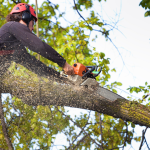 Affordable Tree Removal Service in Jackson MI for Residential Properties