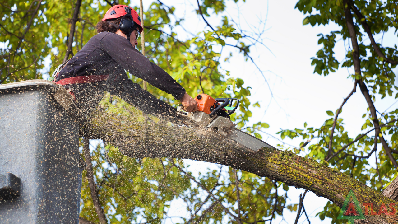 Affordable Tree Removal Service in Jackson MI for Residential Properties