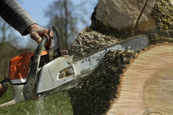 Madison Tree Pruning Services for Stronger and Healthier Trees