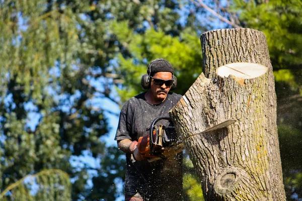Tree Removal Service Tips Every Property Owner Should Know